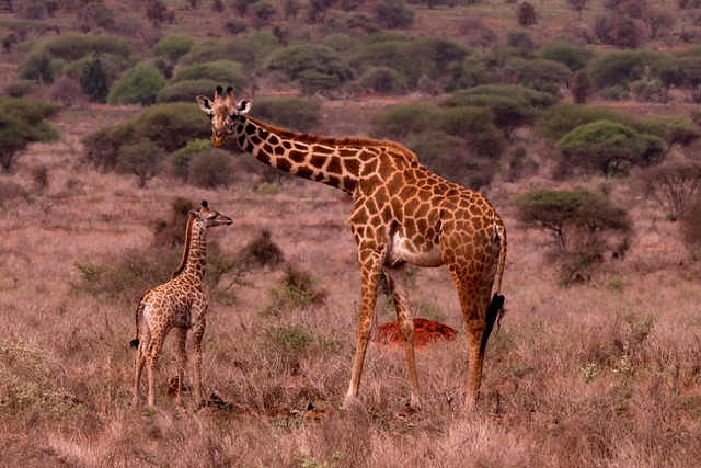 Exploring the Baringo County Conservancies: A Commitment to Community and Conservation