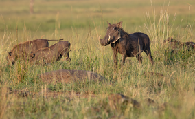 Warthogs: Kenya's Resilient and Quirky Wild Pigs