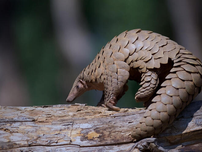 Pangolins: The Scaled Wonders of Kenya’s Wilderness