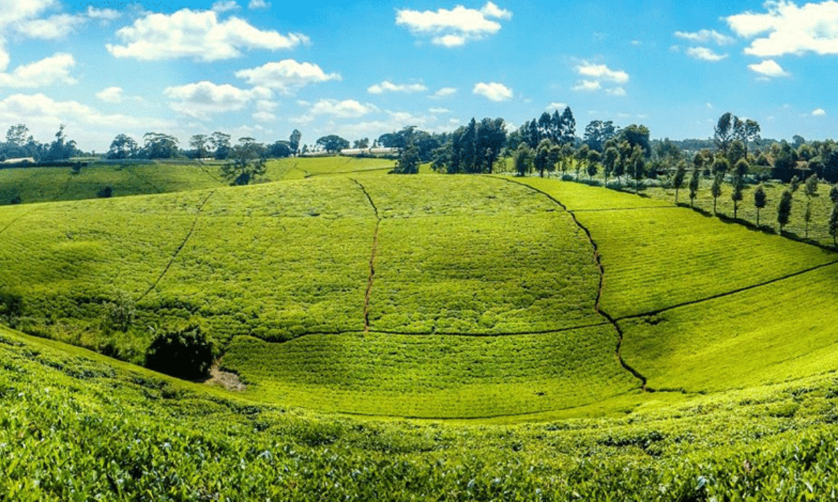 Discovering Tigoni, Limuru: A Hidden Gem in Kenya's Highlands